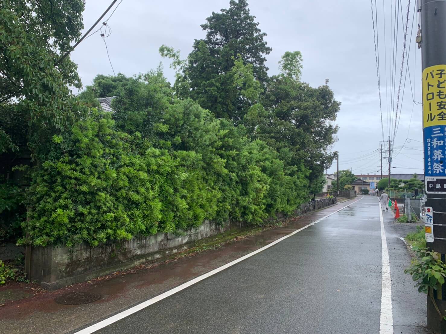 そして剪定を行うマキの生垣。上へ上へと枝が伸び放題になっているような状況でした。